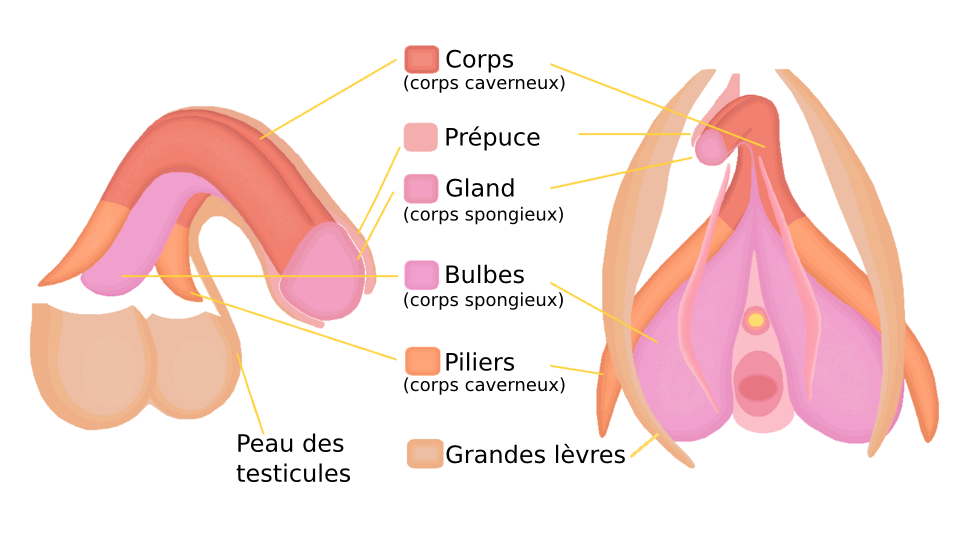 Homologie anatomique entre le pénis et le clitoris